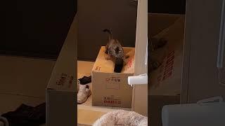 #붕날라차삐까#날고양이