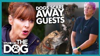 Dogs Fear Turns into Aggression  | It's Me or the Dog