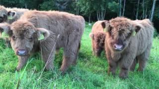 Scottish Highland Cattle In Finland: Fluffy Calves Everywhere! / Ylämaankarja vasikoita