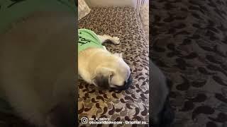 Funny PUG puppy shorts️ #funny #pug #puppyoftheday Funny dog video