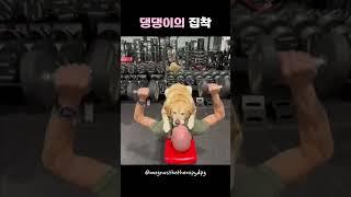 댕댕이의 집착