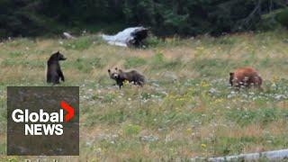 Rare grizzly bear with cubs spotted on Vancouver Island for 1st time