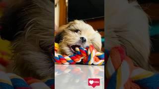 Cute Dog | Shitzu Enjoying