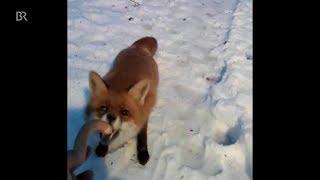 Fuchs kommt täglich zum Wirt am Brotjacklriegel | BR24