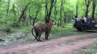 Ranthambore Tiger Sighting - T34 Kumbha in Zone 6