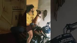 sheru ki Khushi #dog #puppies #cat #comedy #viral #shorts