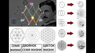 Сакральная геометрия , цветок жизни