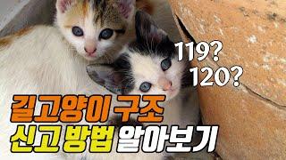 길고양이 구조 신고 방법 | How to report a rescue of a stray cat | 냥이생각