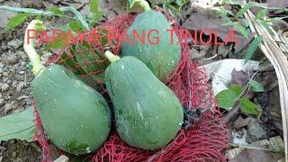 Ron more tv is live ll harvest papaya for tinola