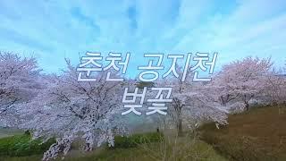 [춘천] 공지천 벚꽃 