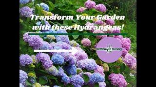 Discover Our Top Picks & Transform Your Garden with Our Hydrangeas!