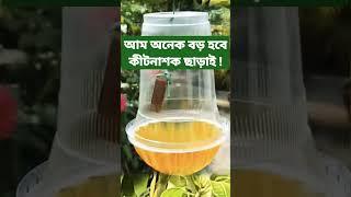 ছোট আম অনেক বড় হবে কীটনাশক ছাড়াই, গাছে এটি ঝুলিয়ে দিন #viral #mango #care #short #video #আম #গাছ