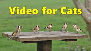 Cat TV ~ Birds Spectacular in 4K ⭐ 8 HOURS ⭐ Paul Dinning Videos for Cats