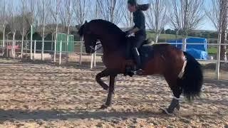  ITO FANTASTIC PRE HORSE  DRESSAGE HORSE FOR SALE IN 3/4th level PASSAGE • Piro Free •