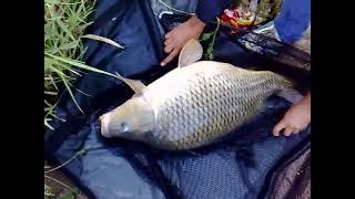 Catch & release 44 Lbs Carp on Ovan lake, Iran