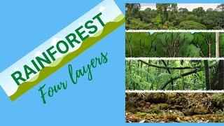 Tropical Rainforest for kids | Rainforest layers | Kids educational video