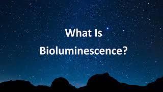 What Is Bioluminescence?