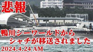 【残念なお知らせ】 鴨川シーワールドのシャチが神戸須磨シーワールドに移送されました・・・  KamogawaSeaWorld  orca killerwhale