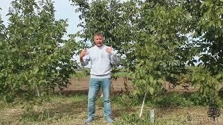 Walnuts Bulgaria - Why invest in walnut orchards?