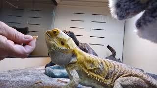 Tank time with Tim the cute bearded dragon 