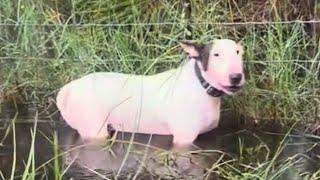 Man Who Tied Dog to Fence During Hurricane ARRESTED