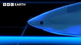 How Intelligent Are Sharks? | BBC Earth