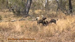 Wild dog in the Selous: Wild Dog Hunting with Africa Odyssey at Selous Game Reserve