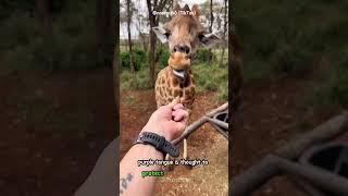 Giraffe’s Tongue Is Purple: The Surprising Reason Why #shorts  #buzzbilt