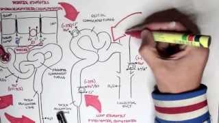 Pharmacology - Diuretics