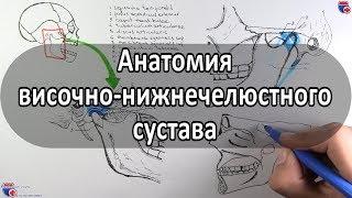 Анатомия височно-нижнечелюстного сустава - meduniver.com