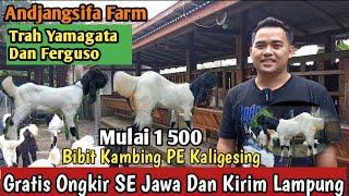 Mulai 1.500…!! GRATIS ONGKIR SE JAWA KAMBING PE KALIGESING #bibitkambing #kambingpe #hargakambing