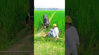 Best funny cow #funny #comedy #viralvideo #video #shortvideo #shorts #cow