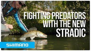 Fighting predators with the new Shimano STRADIC spinning rod and reel