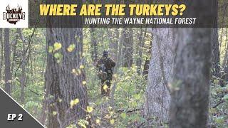 Where are all the Turkeys? - Ohio's Wayne National Forest