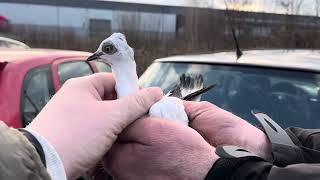 Rynek targ Łomża 25/02/2024 #gołębie #ptaki #króliki #ryby  #kury #łomża #pigeons