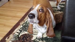 Three Howling Basset Hounds