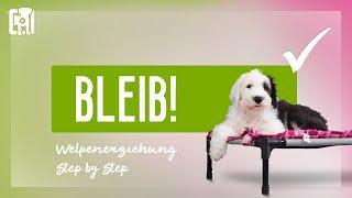 Hund Bleib beibringen - Welpenerziehung Step by Step