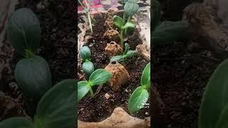 Sprouting Seeds Easily