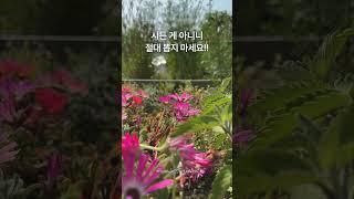 초보정원사가 정원가꾸기 전 반드시 알아야 할 상식 #gardening