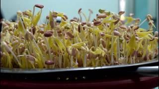 Grow Mung Beans in 3 days :)