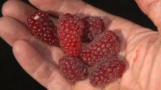 All About Berries | Strawberries, Raspberries, Blackberries, Huckleberries | Andrew Weil , M.D.