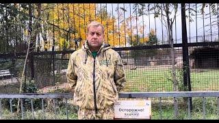 Львы напали на Зубкова в парке львов Тайган, разбираем подробно, 23 июня