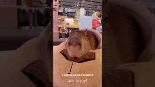 Capybara in the Rainforest Their Hidden Life