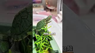 小烏龜要去找爸爸 #tortoise #funny #turtle #followme #cute #like #share #shorts