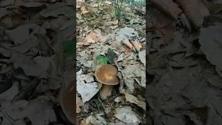 Summer porcini mushrooms / Nature of the Carpathians