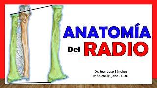  Anatomy of RADIO. Easy, Quick and Simple!