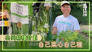 自己菜心自己種｜共同耕種計劃