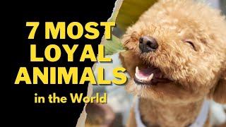 7 MOST LOYAL ANIMALS IN THE WORLD