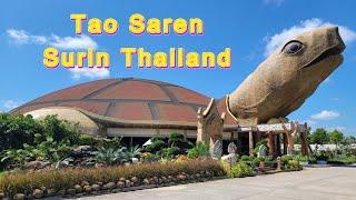 Tao Saren Surin Thailand #thailand #travelingthailand #surin #เต่าสะเร็น