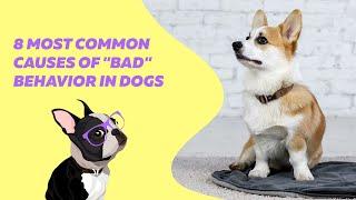 8 Most Common Causes of "Bad" Behavior in Dogs | Dog Intelligence | EveryDoggy